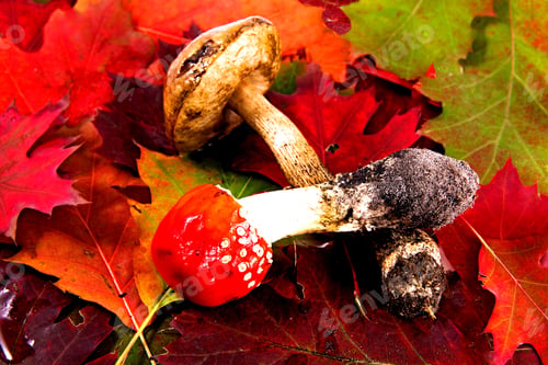 Preview: Autumn Background With Leafes And Mushrooms
