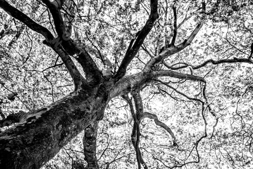 Preview: Black And White Graphical Natural Background Of Trees In Summer