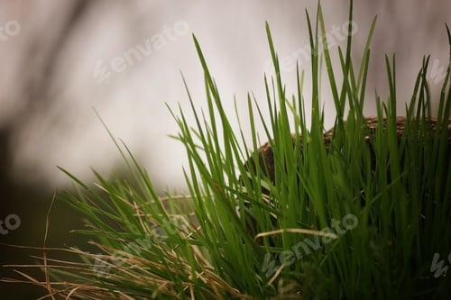 Preview: Meadow Flowers Summer Landscape