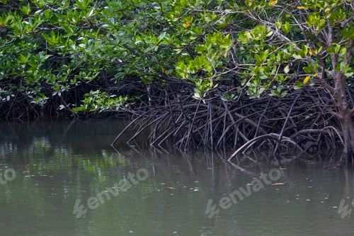 Preview: River And Mangrove Forest With Roots In Water, Langkawi Island, Malaysia