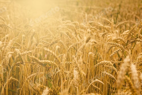 Preview: Wheat Field
