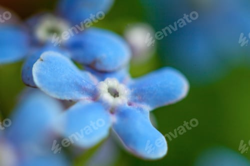 Preview: Macro Of Forget-Me-Not Flower