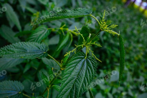 Preview: Fresh Green Nettle In Garden In June, Summer Backgrounds