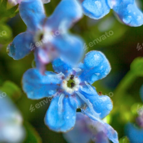 Preview: A Bunch Of Forget Me Nots With Morning Dew Drops