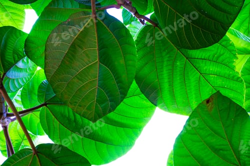 Preview: Large Green Tropical Leafes On The Sky Background