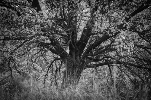 Preview: Yellow Autumn Tree