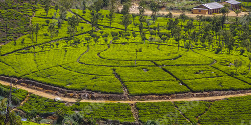 Preview: Tea Plantation Landscape In Sri Lanka
