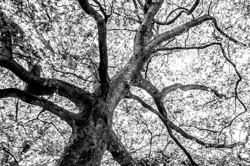 Preview: Black And White Graphical Natural Background Of Trees In Summer