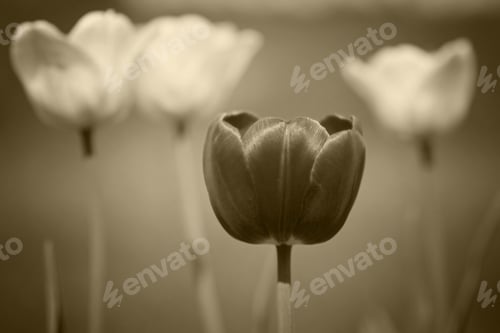 Preview: Flowering Tulips In Spring