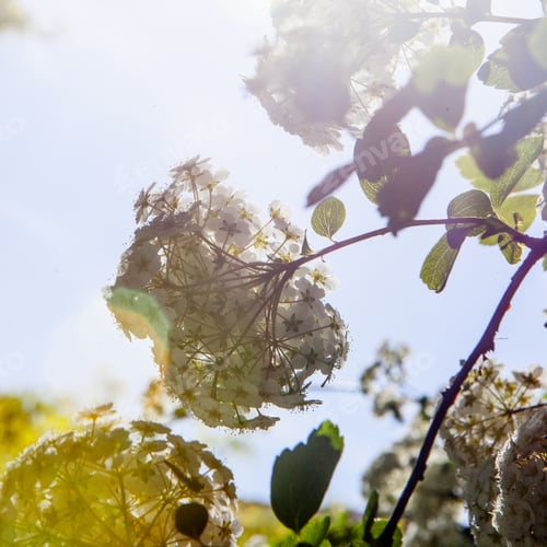 Preview: Green Bush With Clusters Of White Flowers Background