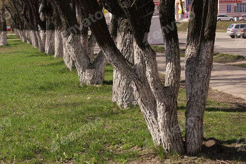 Preview: Park In Spring Walking