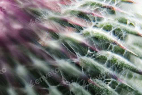 Preview: Closeup Of A Milk Thistle Flower