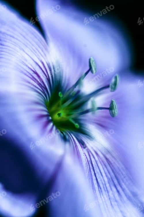 Preview: Close-Up Of Blue Flax Flower. Macro