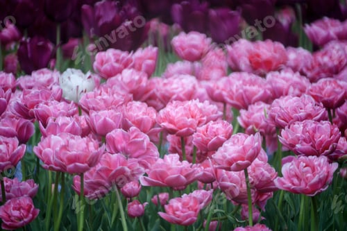 Preview: Blooming Wild Flowers On The Meadow At Spring Time