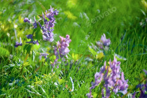 Preview: Violet Flowers Green Summer Grass Meadow Close-Up With Bright Sunlight. Sunny Spring Background