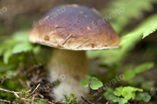 Preview: Boletus Mushroom In The Forest