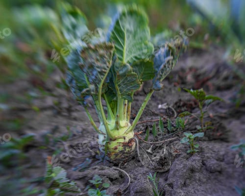 Preview: Cabbage In The Garden,Fresh Kitchen Garden Cabbage