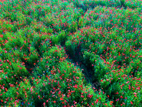 Preview: Large Field Of Red Poppy Flowers In Early Summer