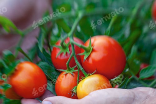 Preview: Farmers Hands With Freshly Harvested Tomatoes.