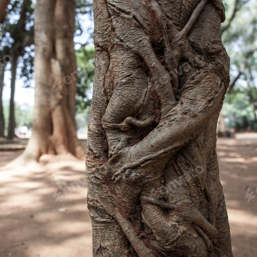 Preview: Famous Banyan Tree In Park Near Matrimandir