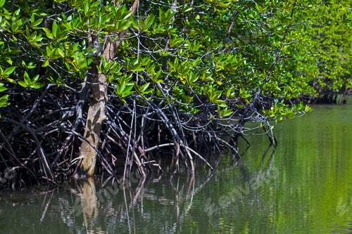 Preview: River And Mangrove Forest With Roots In Water, Langkawi Island, Malaysia