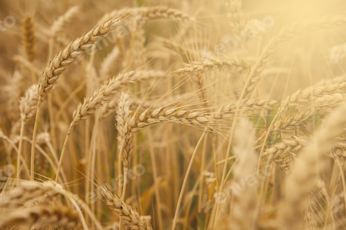 Preview: Wheat Field