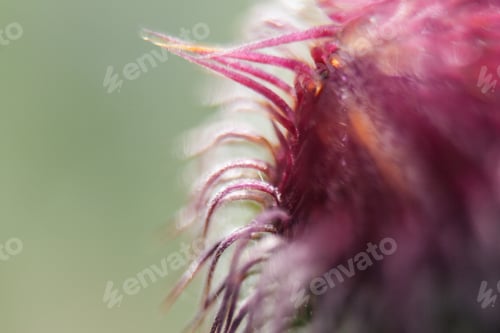 Preview: Closeup Of A Milk Thistle Flower
