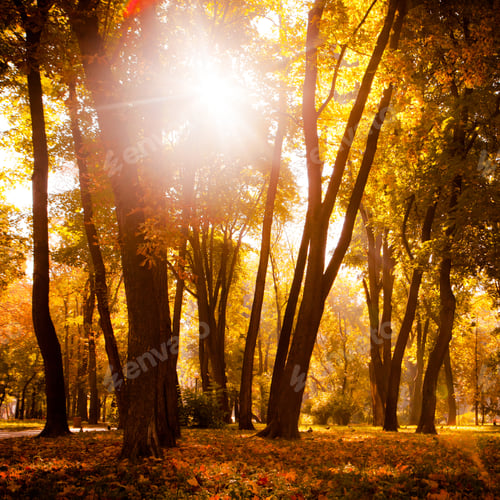 Preview: Yellow, Orange And Red Autumn Leaves In Beautiful Fall Park.