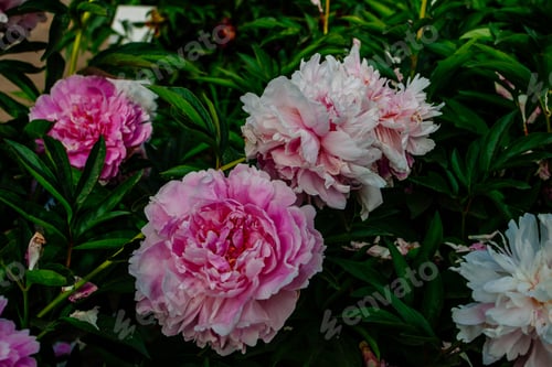 Preview: Beutiful Peony Flower Taken In Botanical Garden In Summer