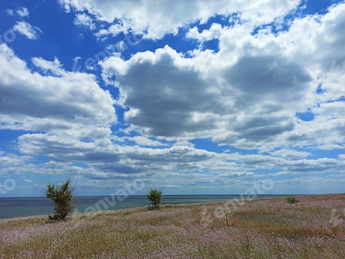 Preview: Beautiful Violet Flower Field With Tree, Sea Nearby