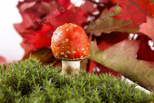 Preview: Red Toadstool At The Forest On The Grass