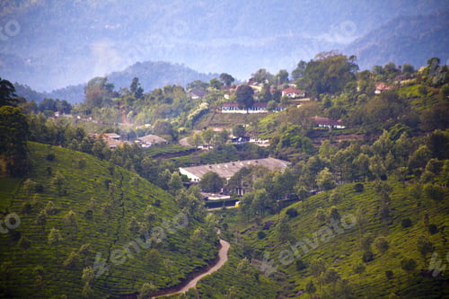 Preview: Tea Plantation In Munnar, India