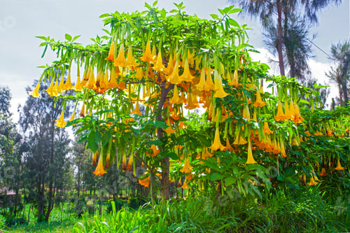Preview: Bright Orange Angels Trumpet Flower On The Tree