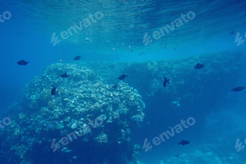 Preview: Underwater Life Of The Red Sea,, - Fishes And Carals, Egypt