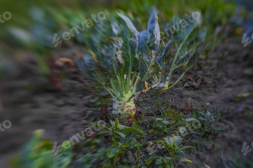 Preview: Cabbage In The Garden,Fresh Kitchen Garden Cabbage