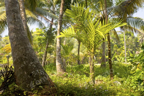 Preview: Palm Trees At Plantations Taken In Kerala, India