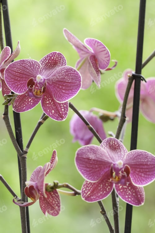 Preview: Beautiful Purple Orchid - Phalaenopsis