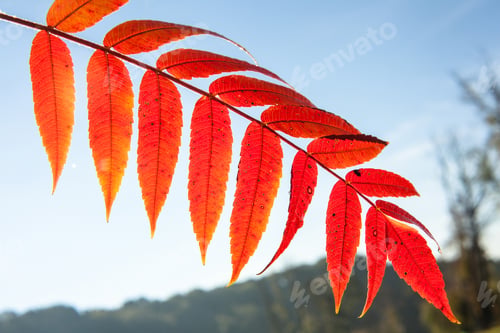 Preview: Beautiful Red Autumn Leaf Over The Blue Sky