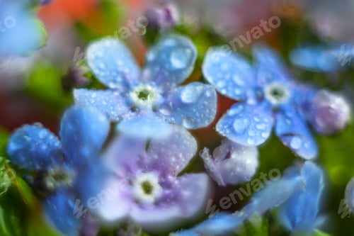 Preview: A Bunch Of Forget Me Nots With Morning Dew Drops