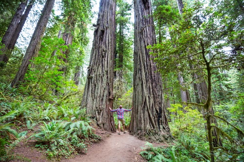 Preview: Man Walking On Trail In Between Massive Redwood Trees In Northern California Forest, Usa