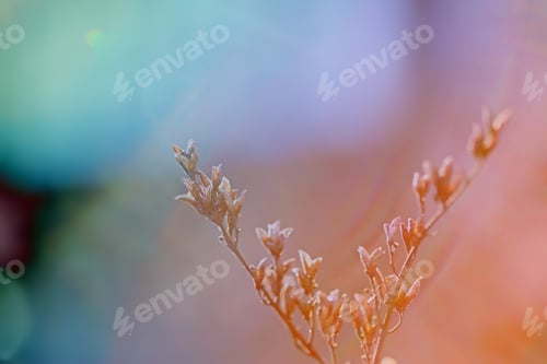 Preview: First Leafes And Kidneys In Spring Inbright Sunlight