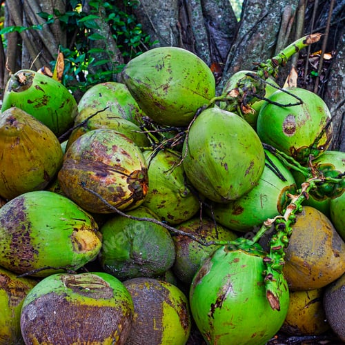 Preview: Lots Of The Green Coconuts Near The Tree