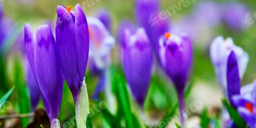 Preview: Violet Crocus Flowers In Early Spring