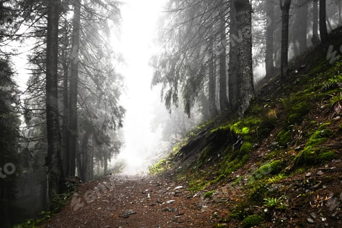 Preview: Road Through A Golden Forest With Fog And Warm Light