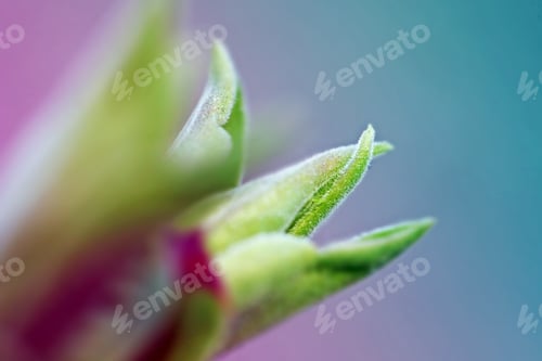 Preview: First Leafes And Kidneys In Spring Inbright Sunlight