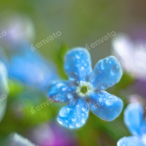 Preview: A Bunch Of Forget Me Nots With Morning Dew Drops