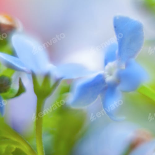 Preview: Macro Of Forget-Me-Not Flower