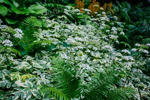 Preview: Green Fern And Other Forest Gress In Early Summer