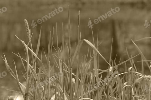 Preview: On The Banks Of The Pond
