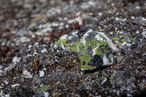 Preview: Stone And Flowers Texture Background, Himalayan Mountains, Nepal